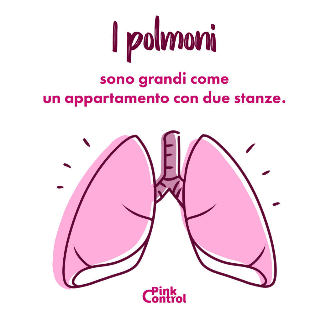 i polmoni sono grandi come un appartamento con due stanze