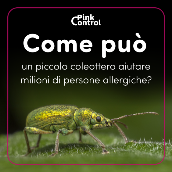 Come può un piccolo coleottero aiutare milioni di persone allergiche?